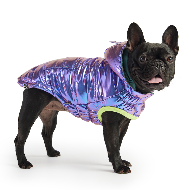 a black french bulldog wearing Reversible Iridescent Puffer for dogs