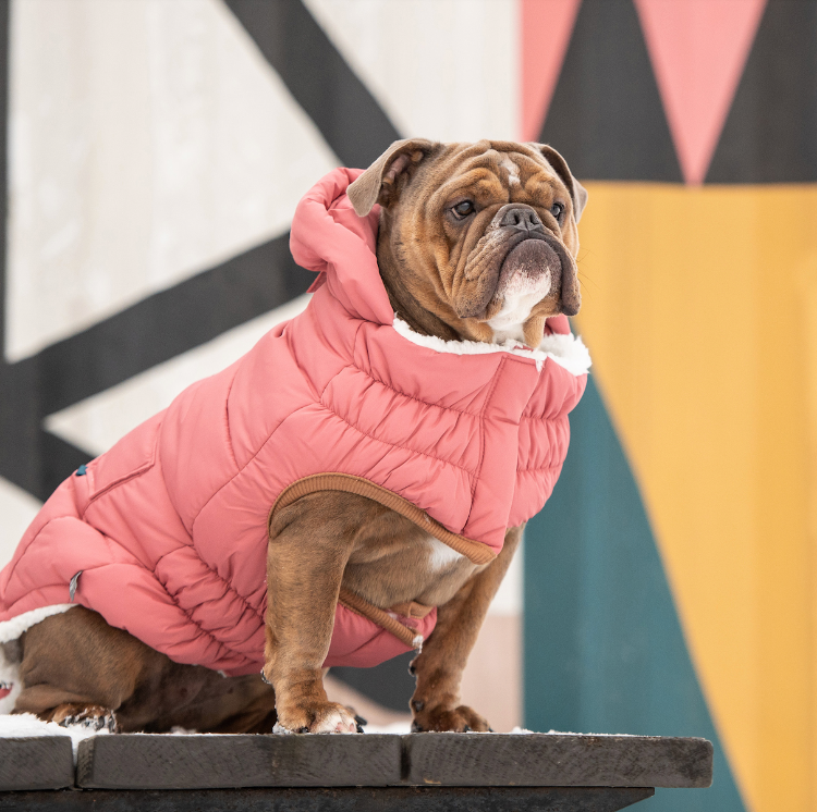 a brown bulldog sitting outside wearing a hooded pink parka