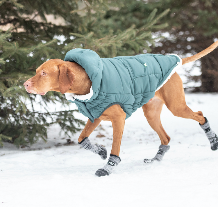 Parka for dogs hot sale