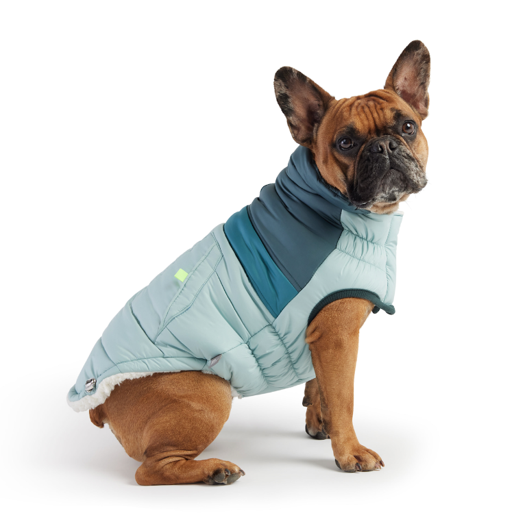 a brown french bulldog wearing a teal retro puffer