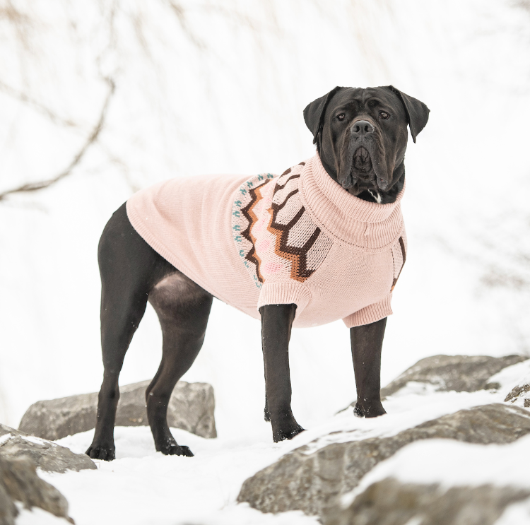 a black pastiff-type dog standing in the snow wearing a light pink sweater