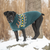 a large black mastiff-type dog standing in the snow wearing a teal sweater