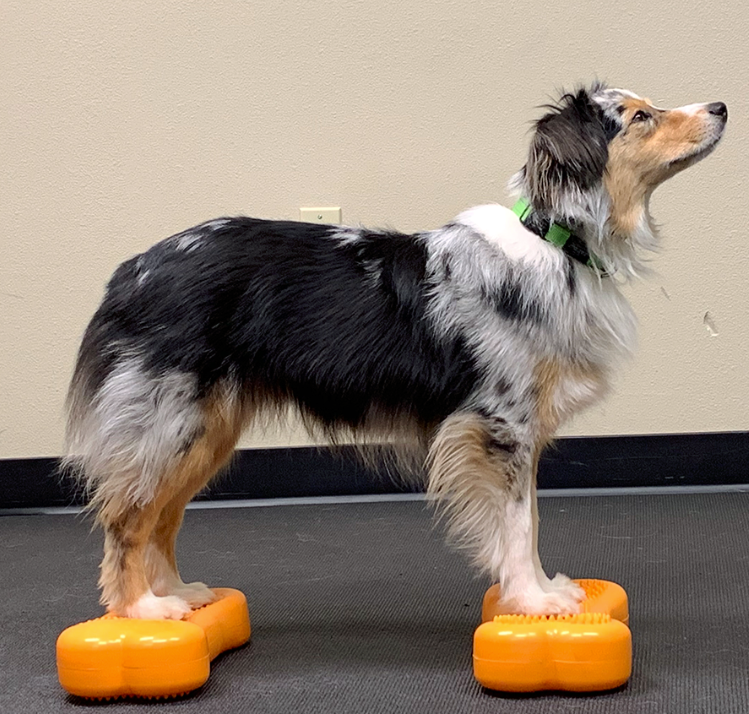 a brown and white cattle herding dog standing on small orange bone shaped inflatable fitness devices for dogs