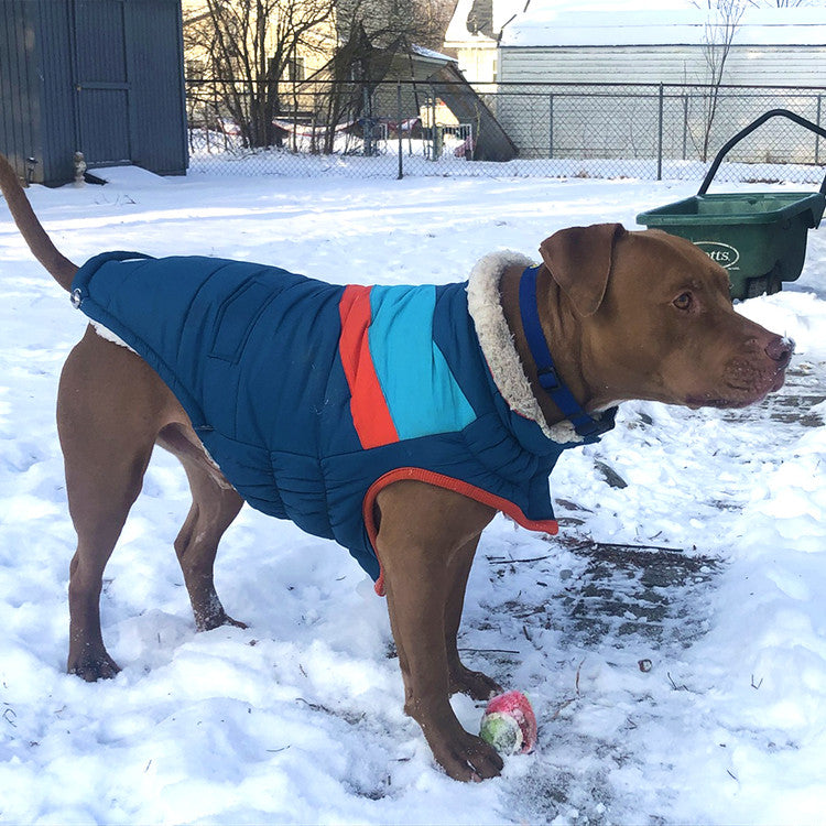 A brown pit bull-type dog wearing a blue puffer jacket standing in snow