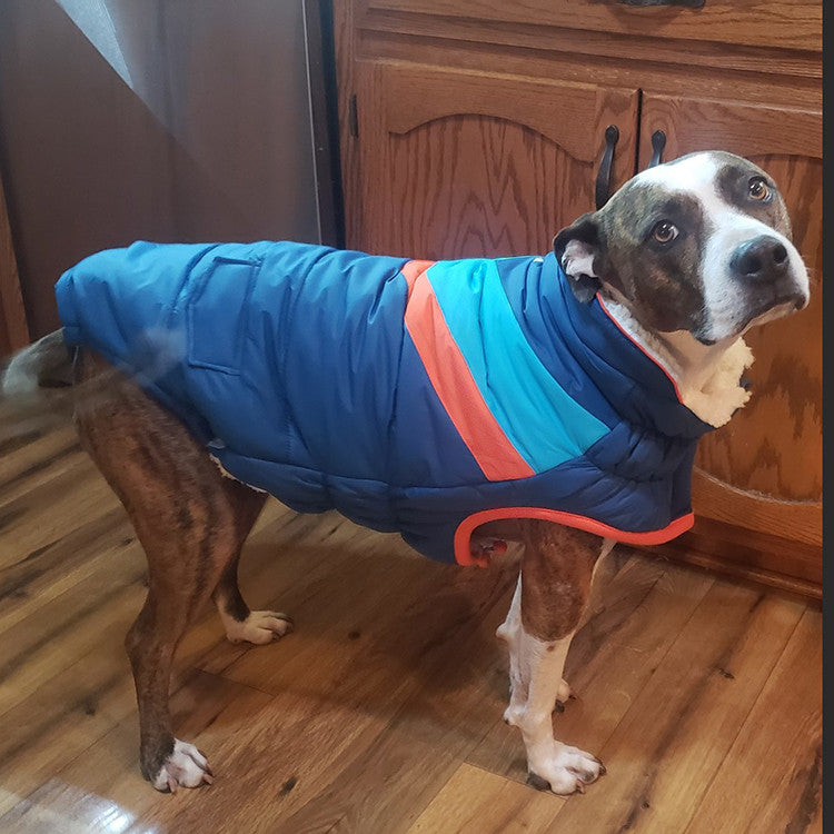 A brown and white pit bull-type dog wearing a dark blue puffer jacket standing in kitchen