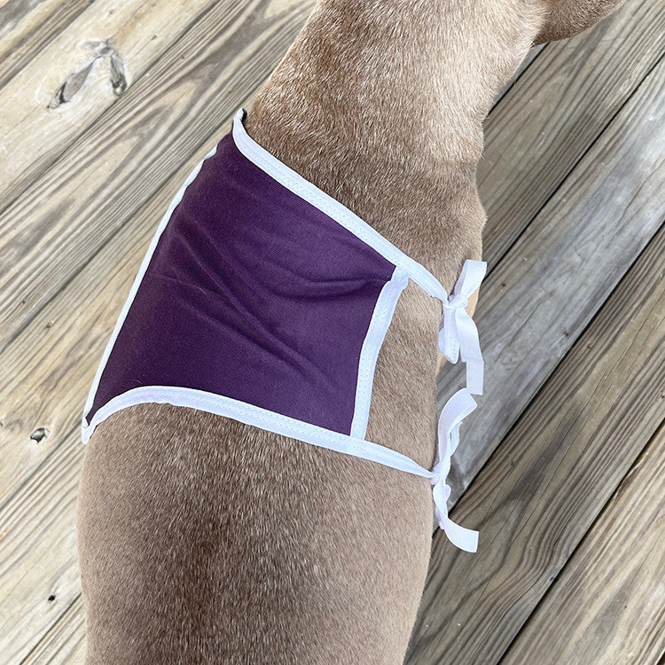 Top view of a brown pit bull type dog wearing a purple and white shoulder and forearm protective sleeve