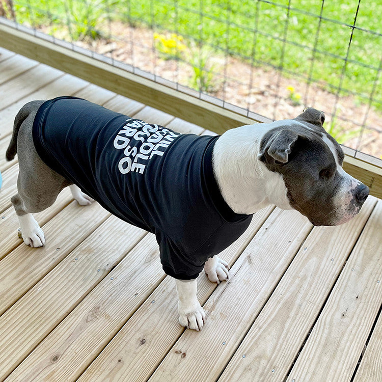 A white and grey pit bull-type dog standing on a wood deck wearing a black t-shirt tha says I Will Cuddle You So Hard