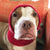 Close up of the face of a brown and white pit bull-type dog with a puffy bottom lip and sweet eyes wearing a red  white and green knitted hat with pom pom 