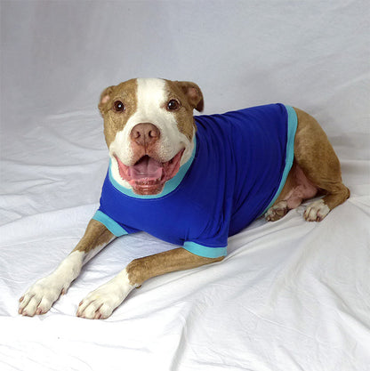 a smiling, sweet-faced brown and white pit bull type dog lying down wearing a blue t-shirt