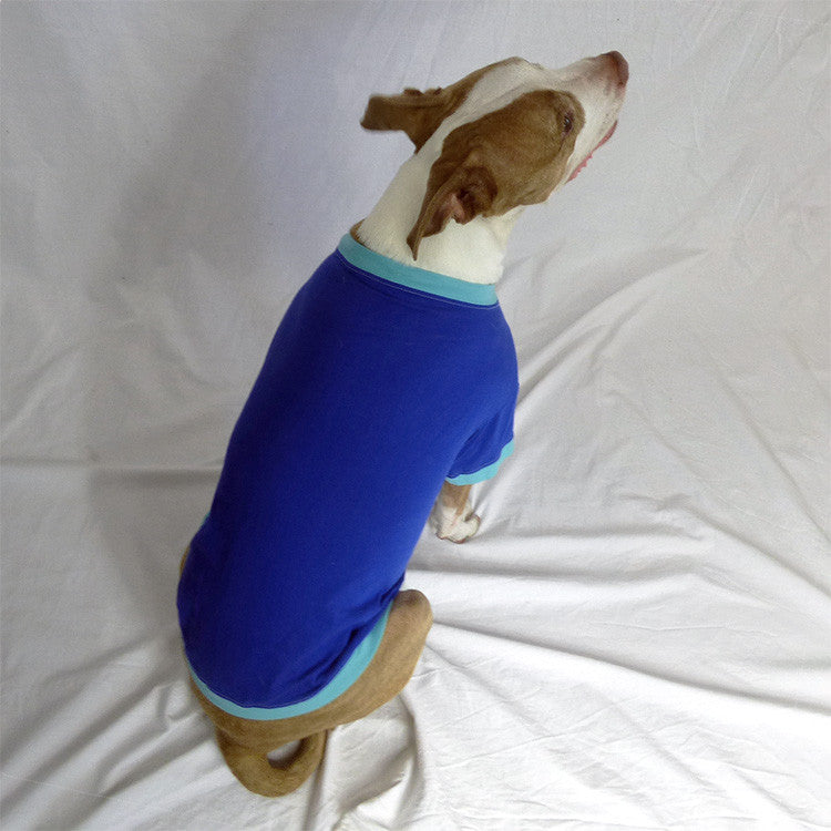 rear view of a brown and white pit bull type dog sitting down wearing a blue t-shirt