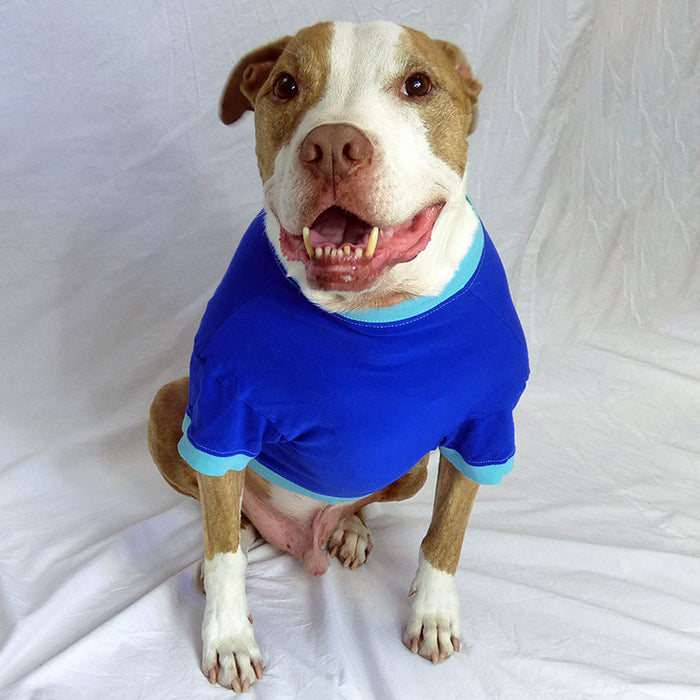 a smiling brown and white pit bull type dog sitting wearing a blue t-shirt for dogs