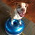 A brown and white pit bull-type dog with his front paws on a blue inflatable donut-shaped exercise device
