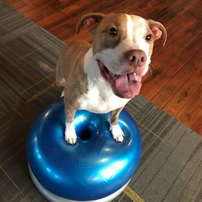 A brown and white pit bull-type dog with his front paws on a blue inflatable donut-shaped exercise device