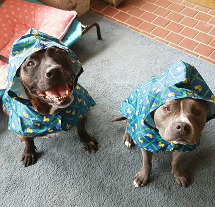 A black pit bull type dog and a grey pit bull type dog, sitting on a grey rug, both wearing blue rain ponchos with yellow ducks on them