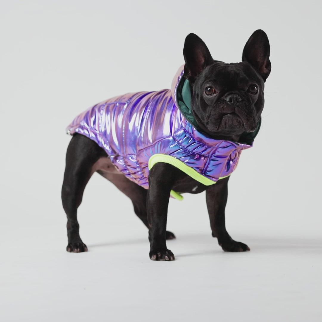 Load video: A video of a black French bulldog wearing an iridescent puffer jacket 