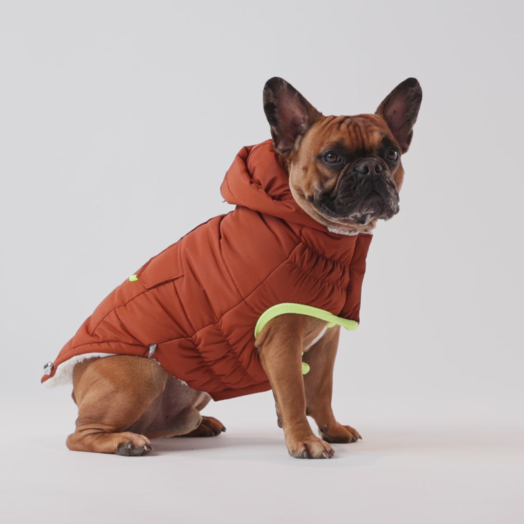 A video of a tan and black French bulldog wearing a rust-colored hooded parka