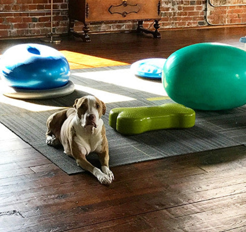 A brown and white pit bull-type dog lying on a rug surrounded by a blue inflatable donut in a gray circular holder, a green bone-shaped inflatable device, an aqua inflatable egg-shaped device.