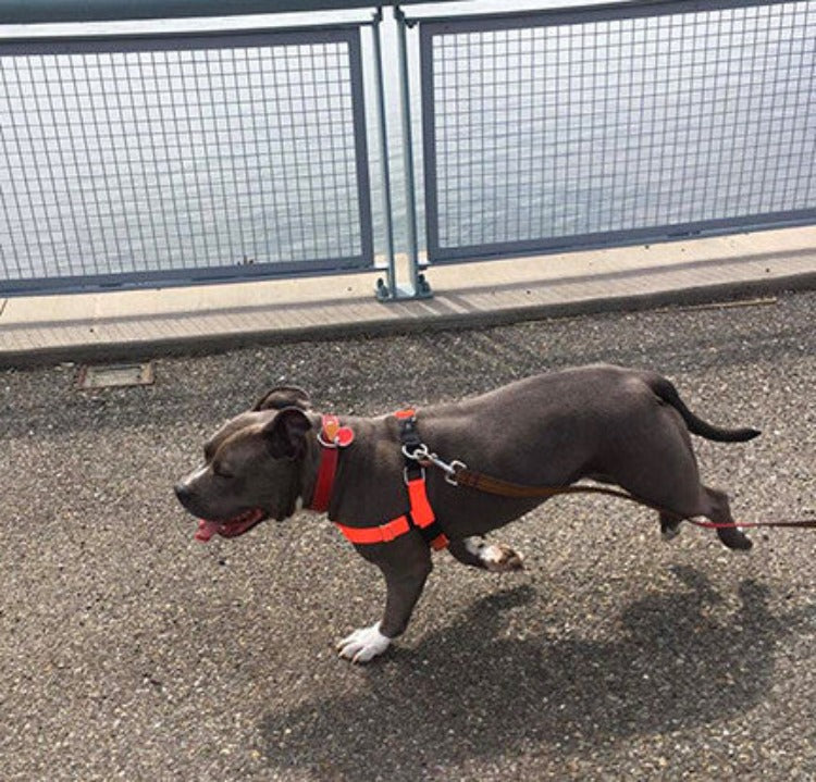 a grey pit bull-type dog wearing an orange harness being walked on pavement near a body of water