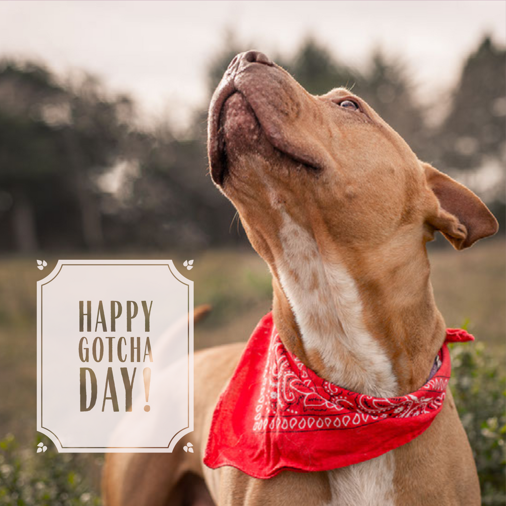 a golden pit bull type dog wearing a red bandana looking up at the sky in a grass field 