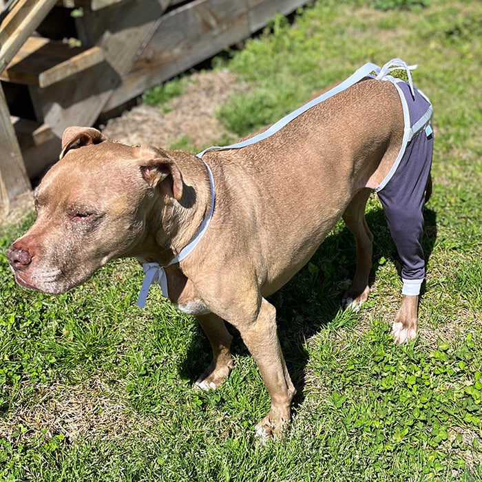 A brown pit bull-type dog standing in the grass wearing a grey protective sleeve on back leg and hip