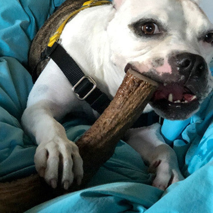 A white pit bull-type dog lying on a bed chewing on an antler