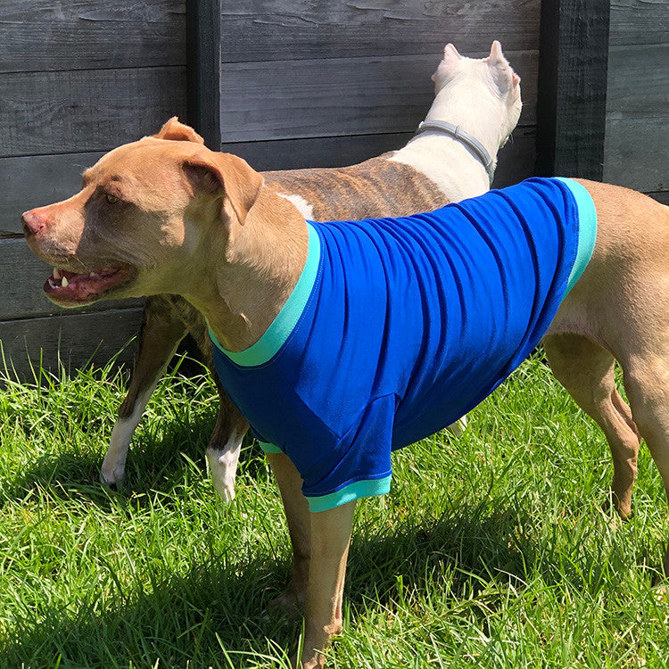 a brown pit bull type dog standing outside wearing a blue t-shirt with a white and brown pit bull type dog in the background