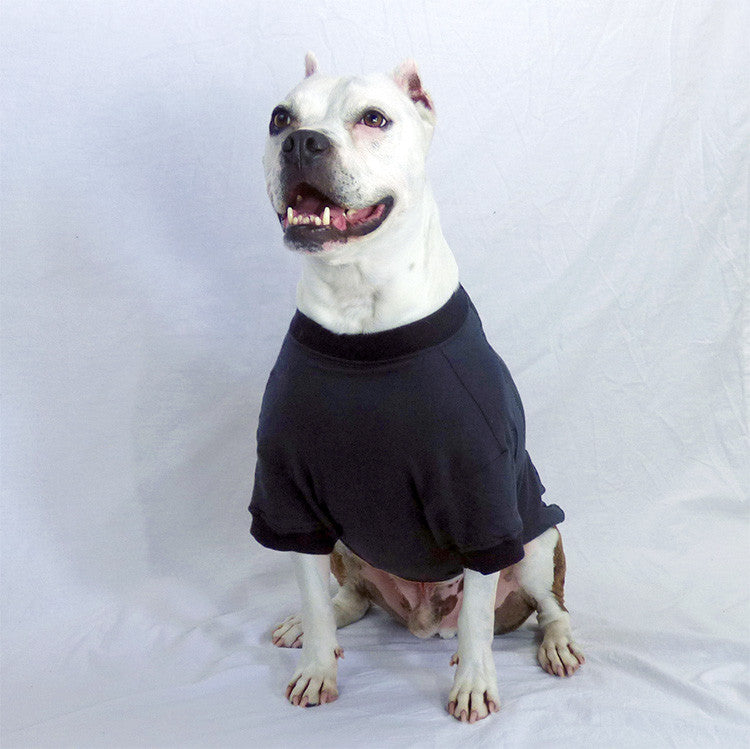 A white pit bull-type dog wearing a black t-shirt