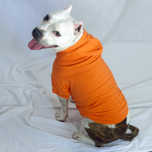 a white and brown pit bull type dog sitting wearing an orange hoodie