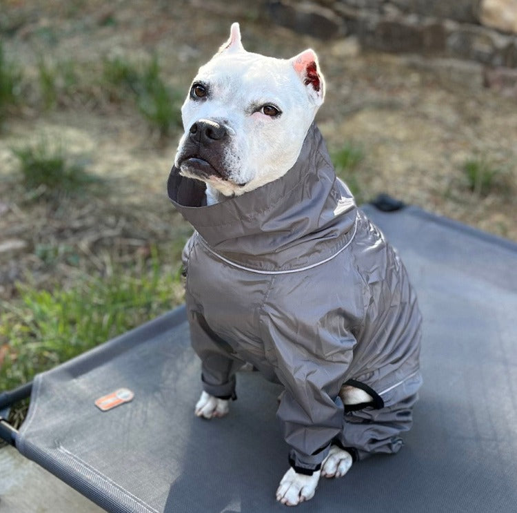 a white pit bull type dog sitting outside on a cot wearing a grey 4-legged Splash Suit for dogs