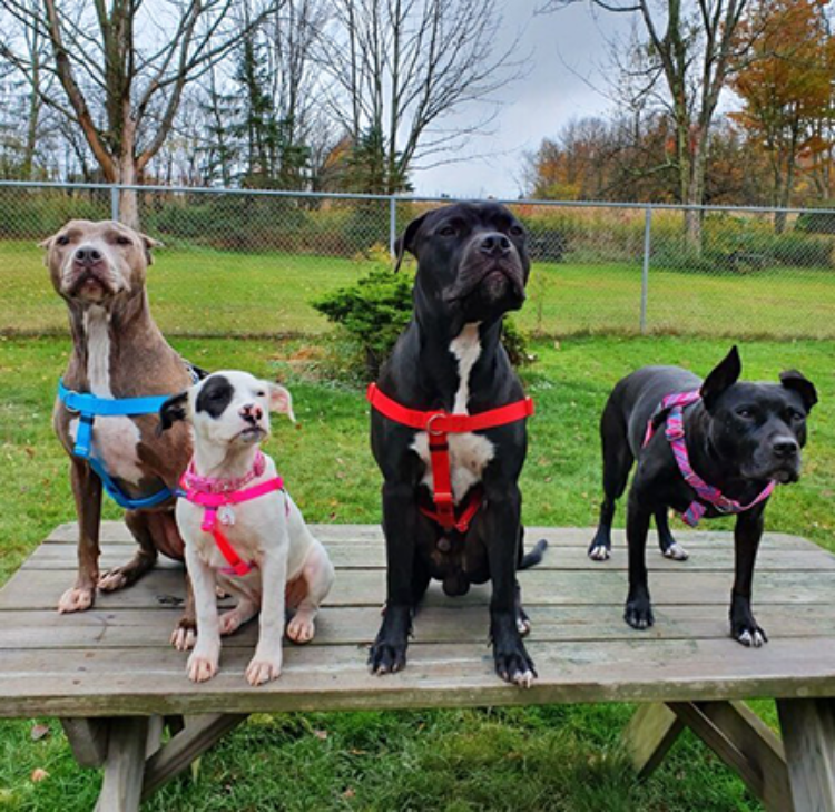A brown and white pit bull-type dog wearing a blue harness, a white and black pit bull-type puppy wearing a pink harness, a black and white pit bull-type dog wearing a red harness, a black pit bull-type dog wearing a pink and blue harness
