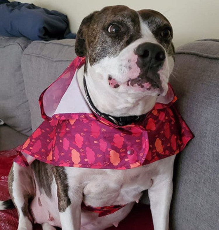 a brown and white pit bull type dog sitting on a couch wearing a fuchsia rain poncho with rain clouds on it