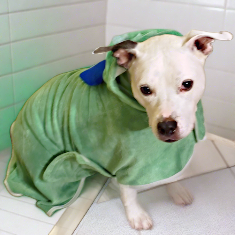 a whitle pit bull type dog wearing a green terry bath robe with a hood