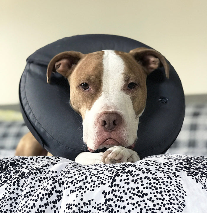 an adorable brown and white pit bull type dog with a puffy bottom lip lying on a bed wearing a grey inflatable recovery collar